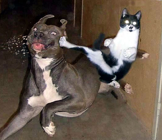 Attached Image